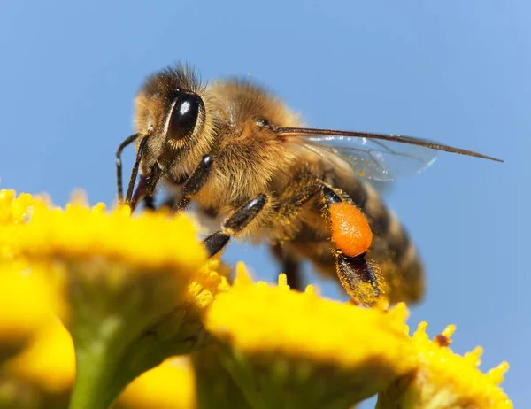 Biene oder Honigbiene auf lateinisch Apis mellifera — Stockfoto