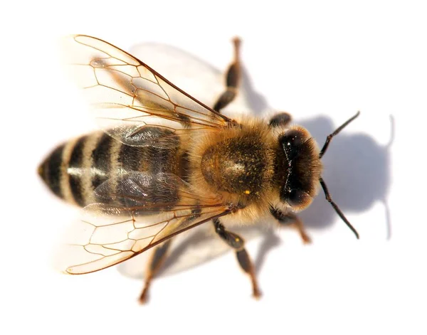 Detalj av bi eller honungsbi, Apis Mellifera — Stockfoto