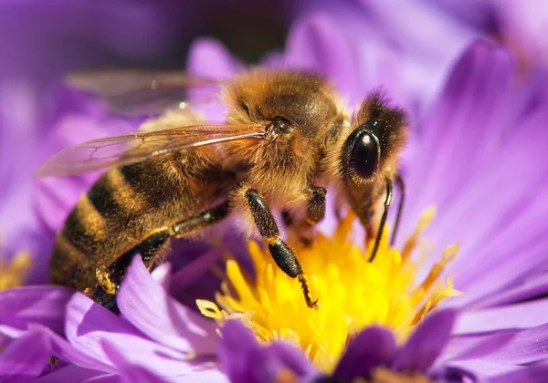 Mézelő méh ül a violetflower — Stock Fotó