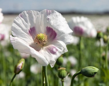 çiçekli haşhaş alan