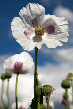 haşhaş veya Latin gelincik somniferum afyon haşhaş