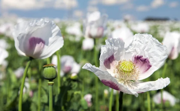 Campo de amapola de floración — Foto de Stock