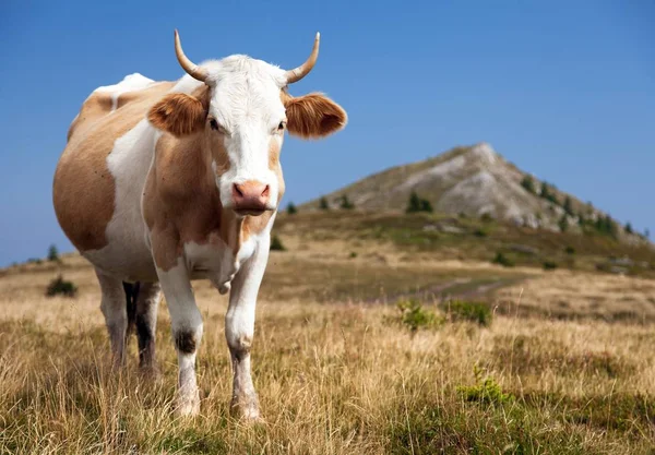 Krowa, bos primigenius taurus — Zdjęcie stockowe
