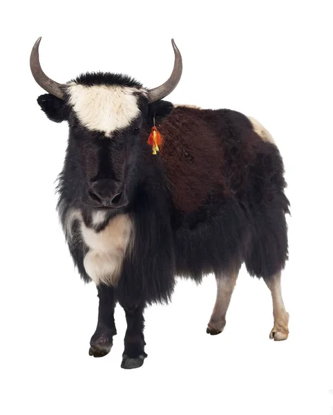 Black and white yak isolated on white background — Stock Photo, Image
