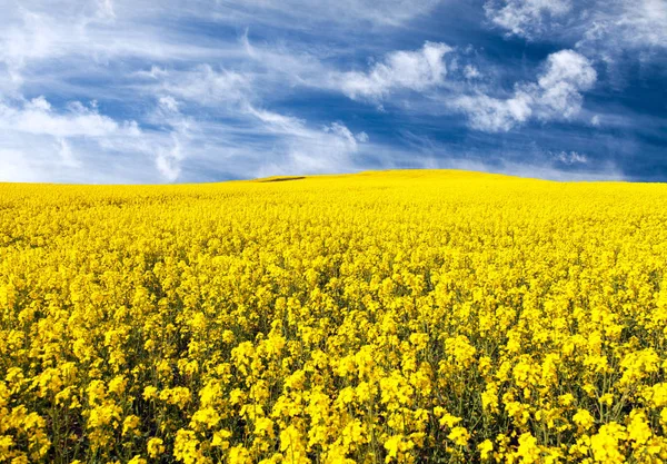Golden field of flowering rapeseed, canola or colza — Stock Photo, Image