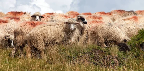 herd of sheep in alps