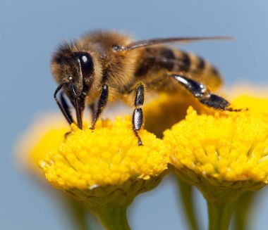 Latin Apis Mellifera 'da arı ya da bal arısı