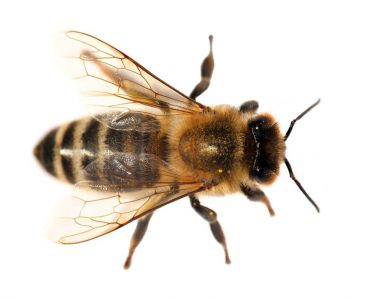 detail of bee or honeybee , Apis Mellifera clipart