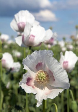 çiçekli haşhaş alan