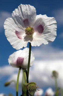 haşhaş veya Latin gelincik somniferum afyon haşhaş