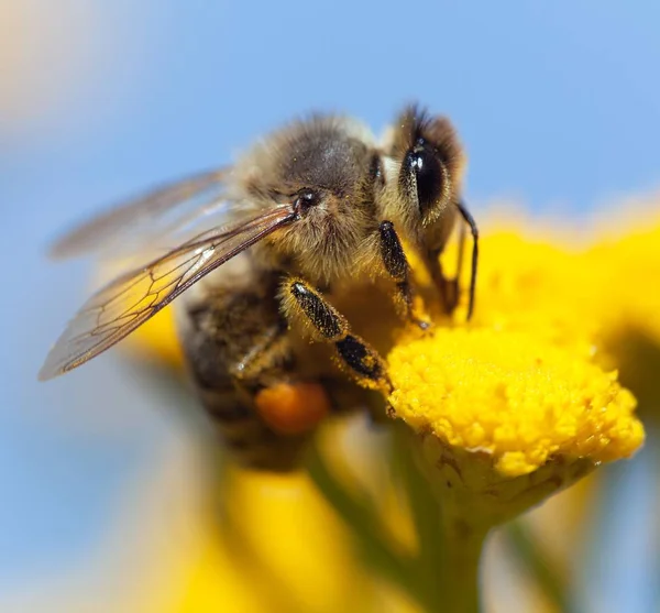 Бджола або медоносна бджола латинською Apis Mellifera — стокове фото