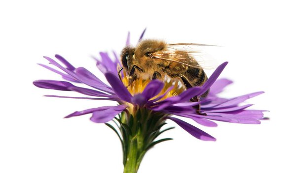 honey bee on violet flower isolated on white background