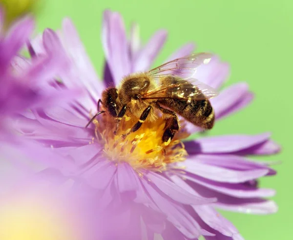 Honey bee sitting on the violetflower — Stock Photo, Image