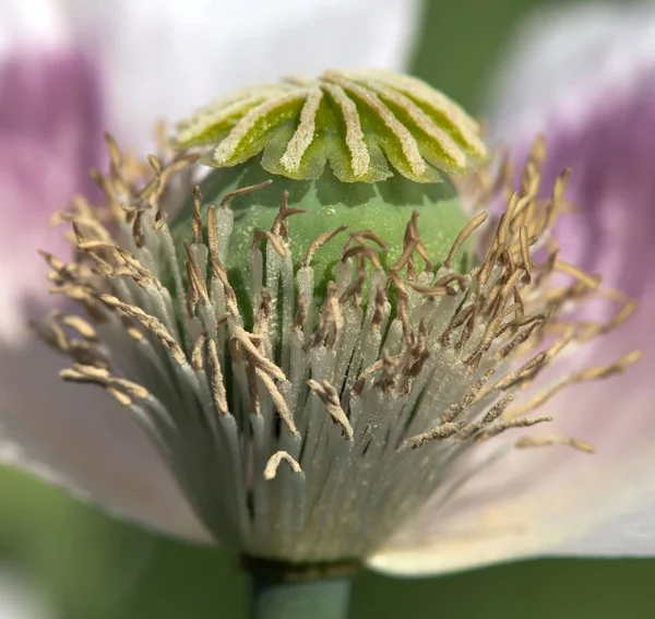 Detalle de la amapola floreciente —  Fotos de Stock