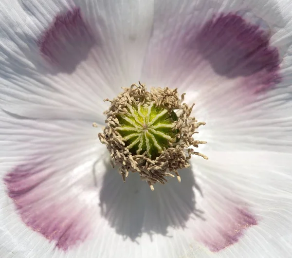 Λεπτομέρεια παπαρούνας οπίου σε λατινικό papaver somniferum — Φωτογραφία Αρχείου