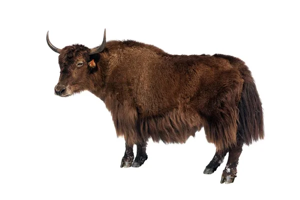 Brown yak white background — Stock Photo, Image