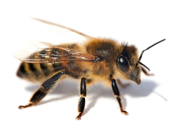 Detalle de abeja o abeja, Apis Mellifera — Foto de Stock