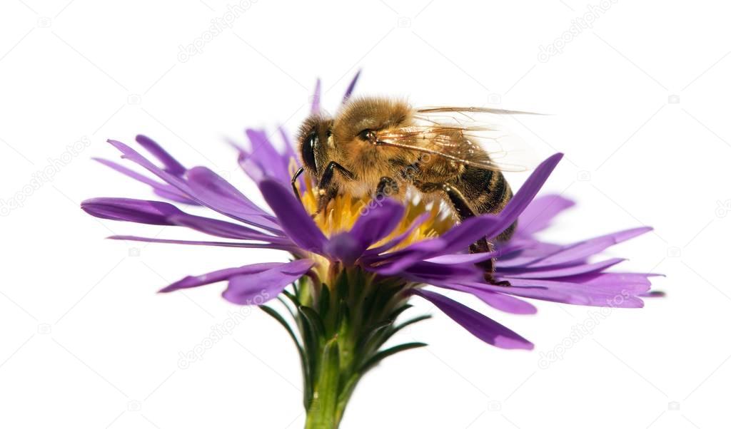 honey bee on violet flower isolated on white background