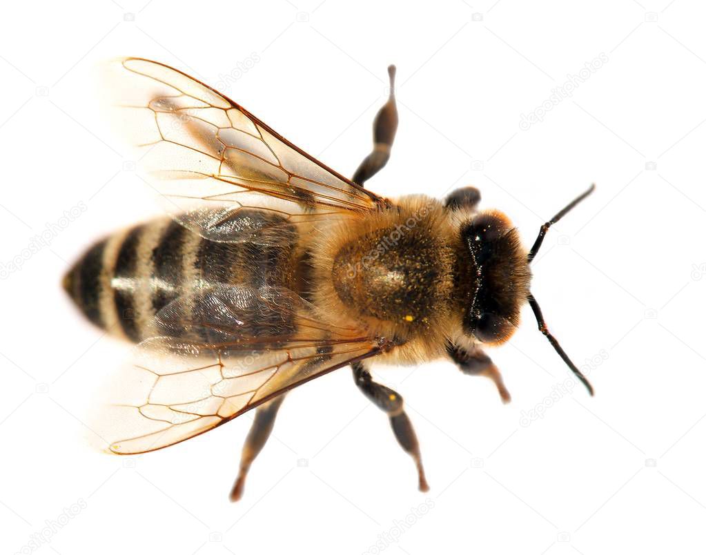 detail of bee or honeybee , Apis Mellifera