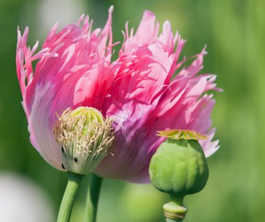 Detail of flowering poppy or opium poppy clipart