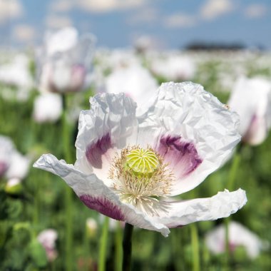 çiçekli haşhaş alan