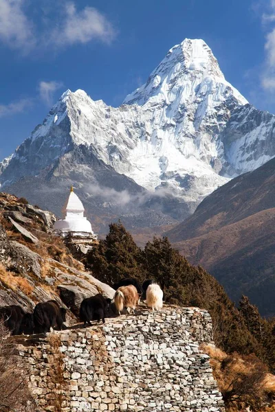 Pohled na Ama Dablam s stúpu a karavan jaků — Stock fotografie