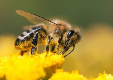 Latin Apis Mellifera 'da arı ya da bal arısı