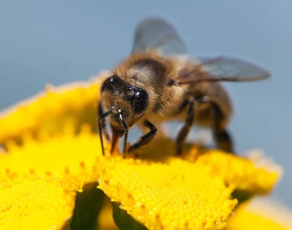 Бджола або медоносна бджола латинською Apis Mellifera — стокове фото