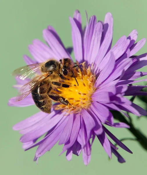 Biene oder Honigbiene apis mellifera auf violetten Blüten — Stockfoto
