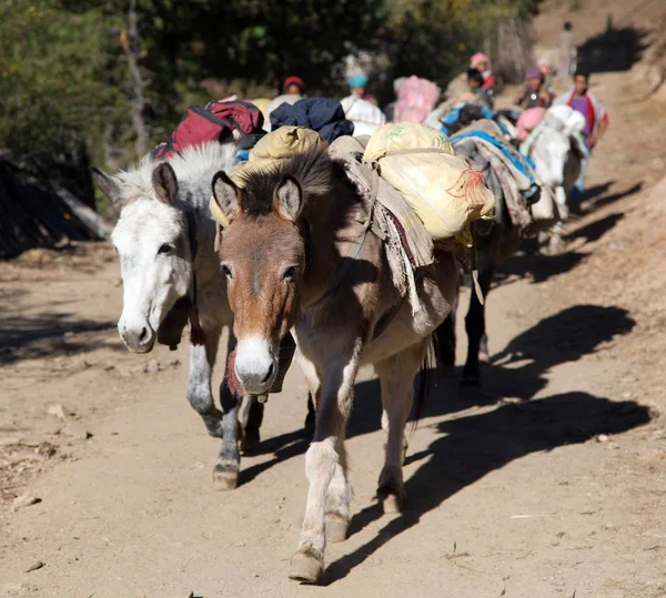 Husvagn av mulor med varor - västra nepal — Stockfoto