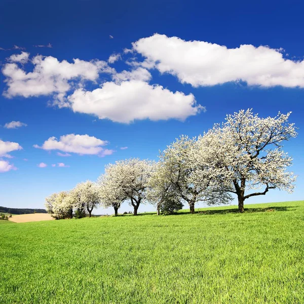 Цветущие вишни и зеленые весенние кукурузные поля — стоковое фото