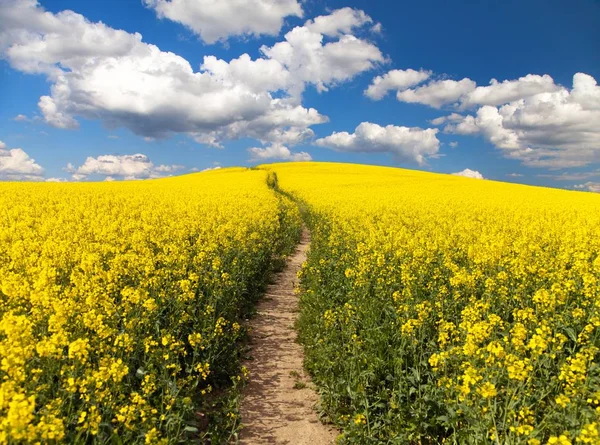 Field of rapeseed, canola or colza and path way — Stock Photo, Image