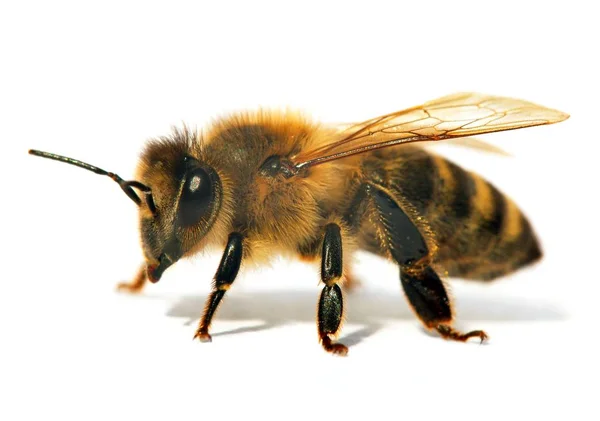 Detail van bee of honingbij in Latijnse Apis Mellifera — Stockfoto