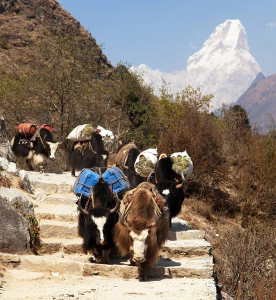 Karawane von Yaks mit Waren mit dem Mount ama dablam — Stockfoto