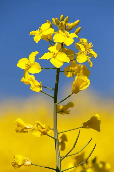 Ayrıntı çiçekli kolza tohumu alan, kanola veya kolza — Stok fotoğraf