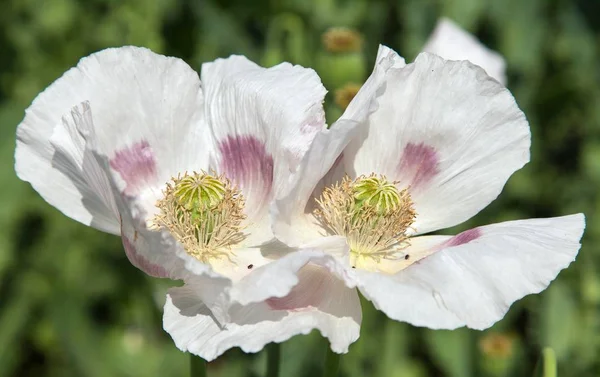Detalle de la amapola de opio floreciente, campo de amapola —  Fotos de Stock