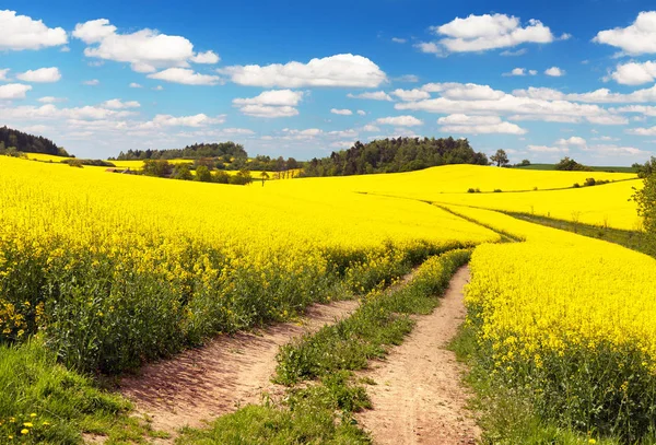 Field of rapeseed, canola or colza with rural road — Stock Photo, Image