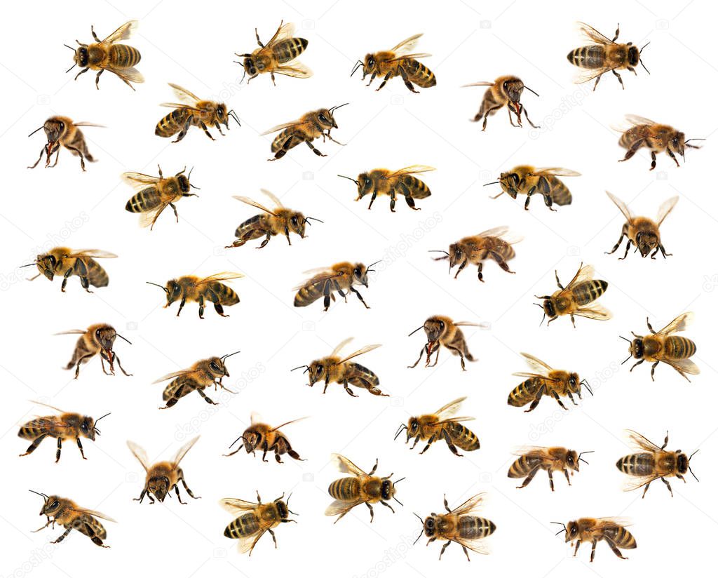 group of bee or honeybee on white background, honey bees