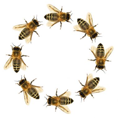 Arı veya bal arısı daire grubu