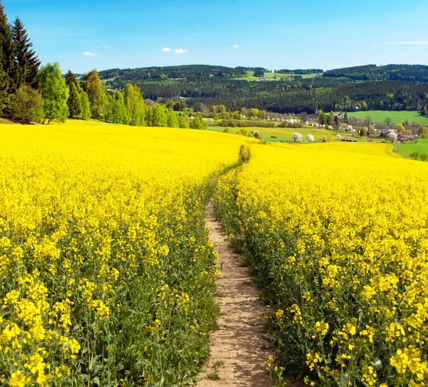 Field of rapeseed, canola or colza with path way — Stock Photo, Image
