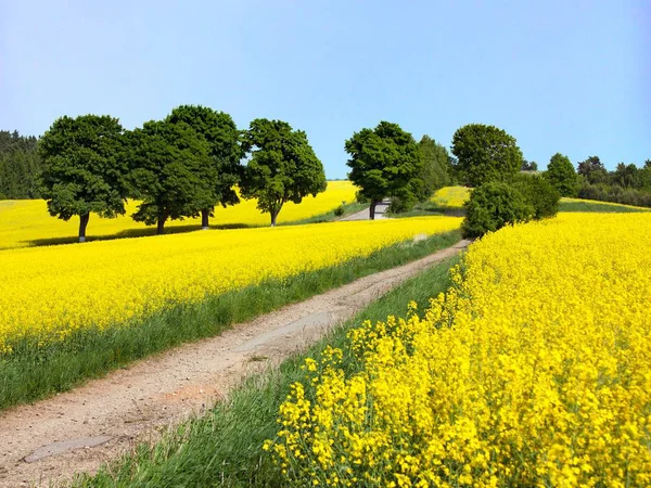 Campo de colza, canola ou colza com estrada rural — Fotografia de Stock