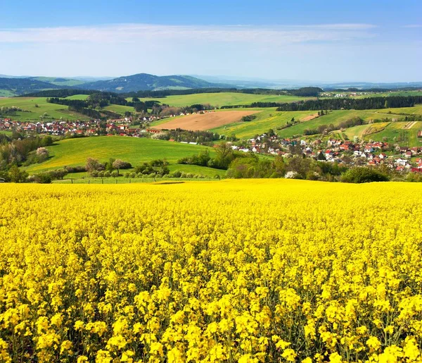 Field of rapeseed, canola or colza — Stock Photo, Image