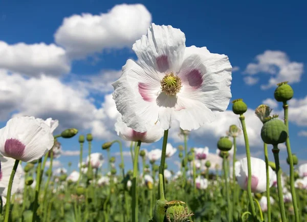 Detalle de la amapola de opio floreciente, campo de amapola — Foto de Stock