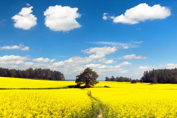 Field of rapeseed, canola or colza with path way — Stock Photo, Image