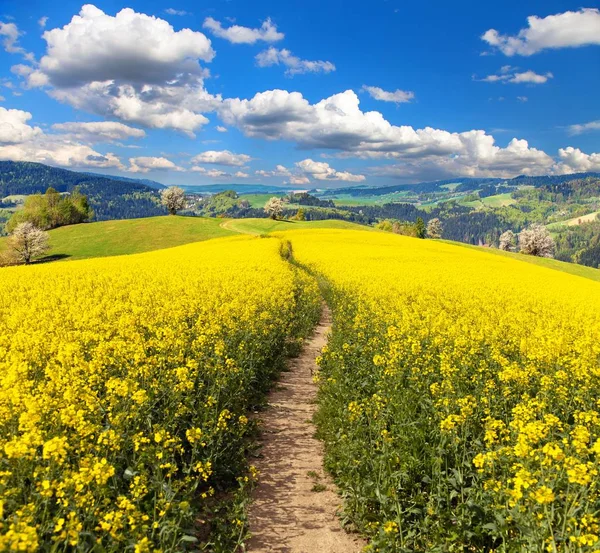 Kolza tohumu, kanola veya Kolza ve yol yol alan