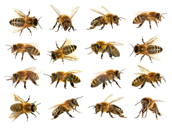 Groep bee of honingbij op witte achtergrond, bijen — Stockfoto