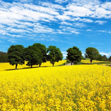 Alan kolza tohumu, kanola veya kolza
