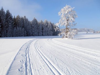 Şube manzarası ile değiştirilmiş çapraz ülke kayak yolu