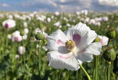 Ayrıntı alanının çiçekli haşhaş haşhaş