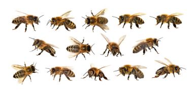 Arı veya beyaz arka planda, bal arıları bal arısı grubu